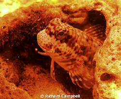 good day--sealife DC1000 by Richard Campbell 